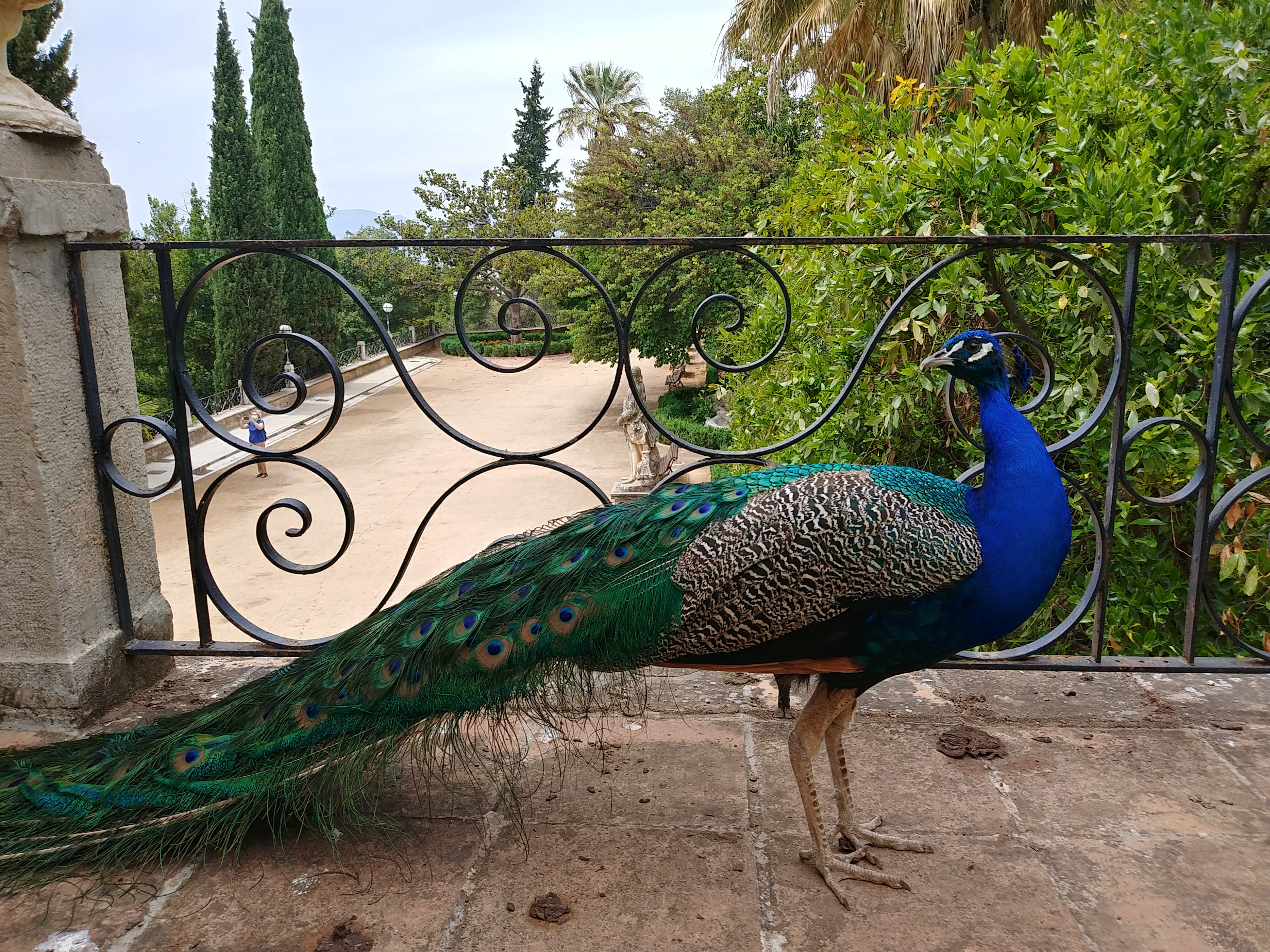 peacok on the balcony railing of the garden